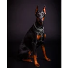 Полный 5D DIY алмазная живопись Доберман Алмазная вышивка собака Набор для вышивания крестиком Мозаика Стразы для декора картин