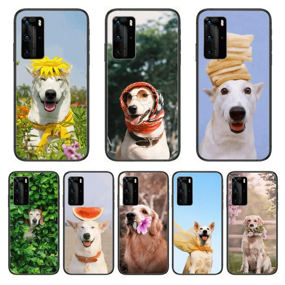 

Teddy Bulldog Pomeranian Corgi Golden dog Cool Phone Case For Huawei P 40 30 20 10 9 8 Lite E Pro Plus Black Etui Coque Painti