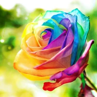 new needlework diy full diamond painting colorful roses diamond embroidery all squareround drill draw the paste picture