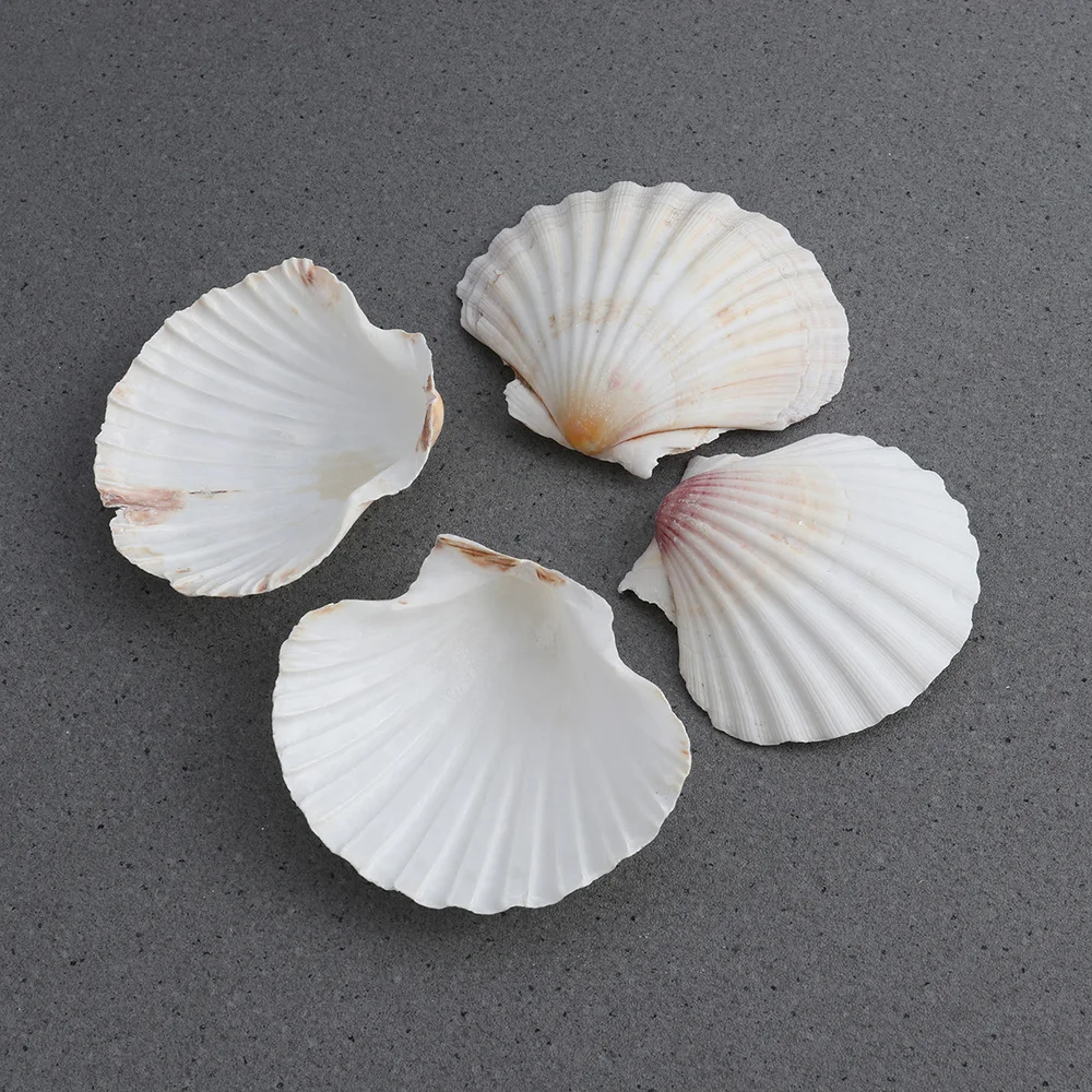 

4pcs 9-14cm Mediterranean Style DIY Beach SeaShells Sea Natural Shells Shell Crafts Aquarium Fish Tank Decor