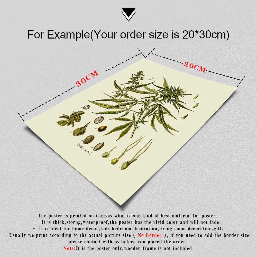Винтажные ботанические постеры и принты на стену кухни травы лекарственные