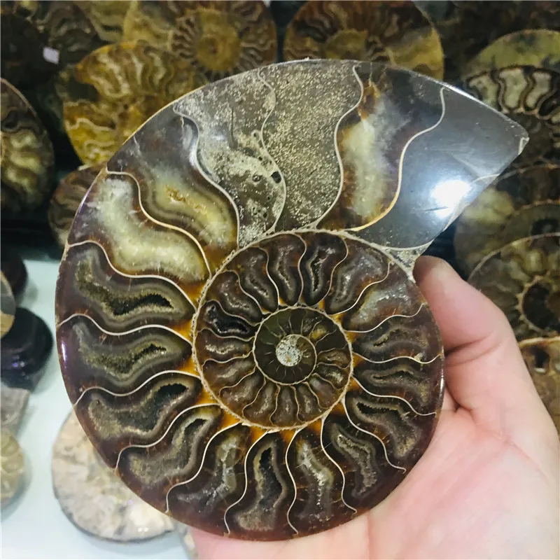 AAA + 600 г натуральный аммонит PRETTY NAUTILUS мадагаскарский ископаемый Цвет Бесплатная