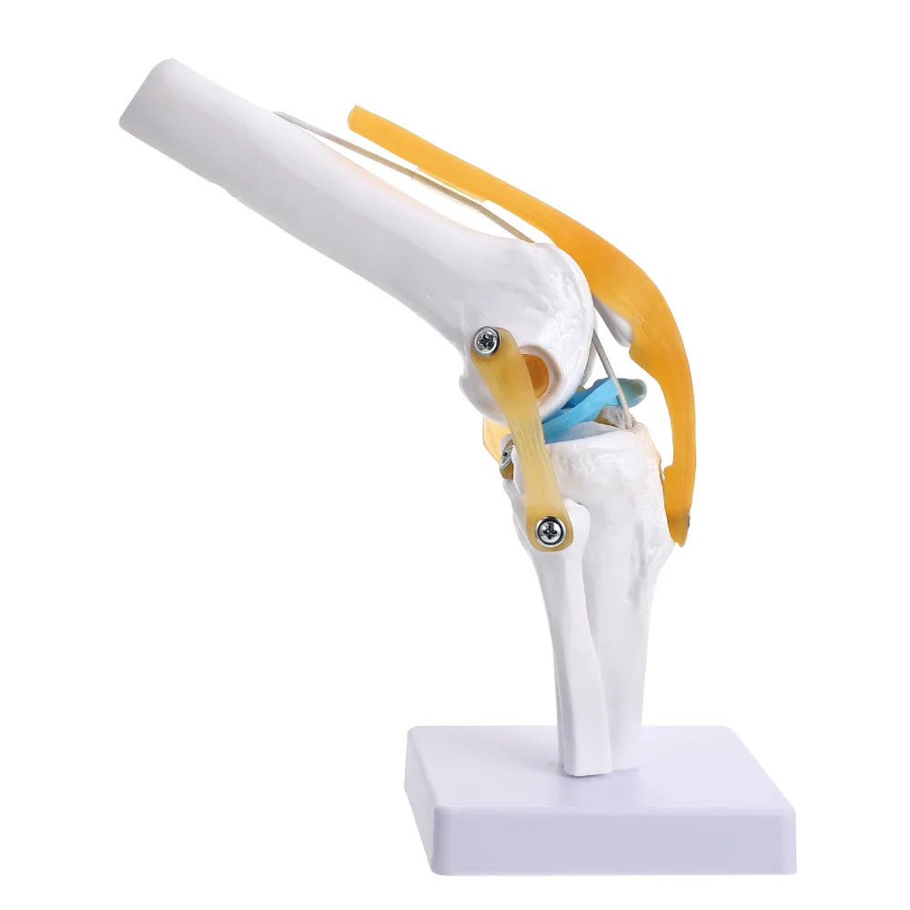 

Scientific Functional Knee Model Human Knee Joint Anatomy Model 1:1 Life Size