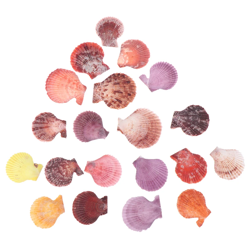 20 шт. декоративные ракушки | Дом и сад