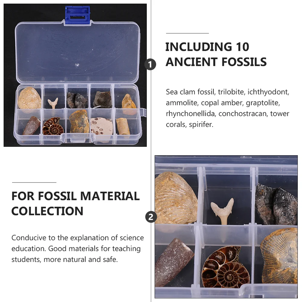 10 шт. палетентологические ископаемые материалы | Дом и сад