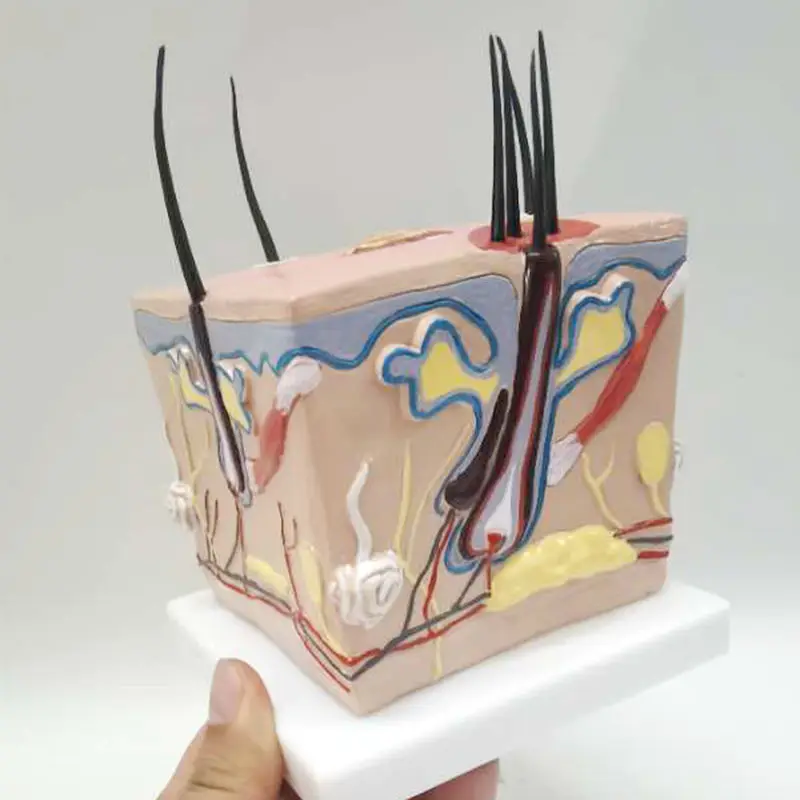 Человеческое тело здоровый процесс роста волос расширение волосяного фолликула