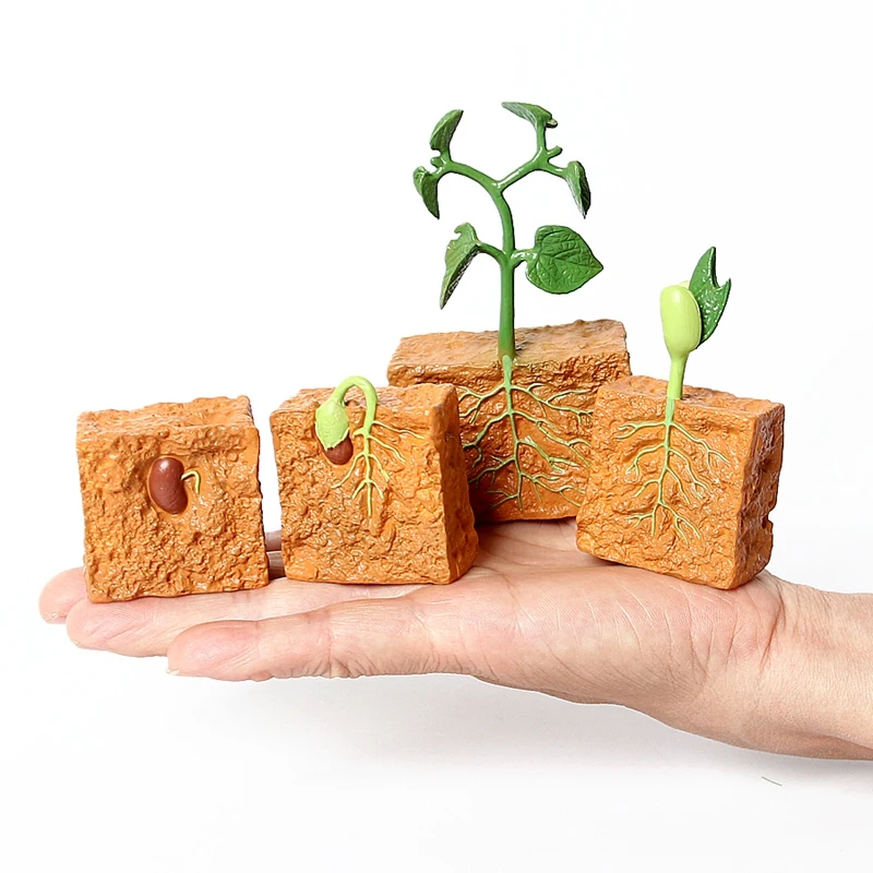 

4PCS Simulation Life Cycle of a Green Bean Plant Growth Cycle Model Collection Science Educational Toys for Children