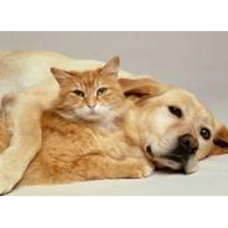 Собака и кошка на Луне DIY кристалл полный 5D пластик Алмазная Картина Набор для