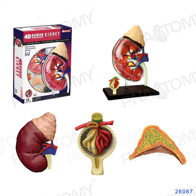 4D MASTER Anatomical model of kidney Human kidney Model Urology supplies medical gift toys