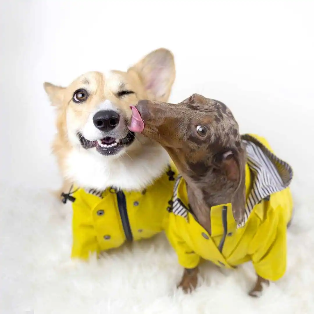 

Pets Dogs Coat Polyester Stylish Dogs Costume Pets Clothes Jacket for Spring/Autumn/Winter