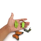Насекомые, бабочки, цикл роста-4, жизненный цикл фигурка насекомого, показывает жизненный цикл бабочки для детей, Обучающие пособия, Сюжетные игрушки