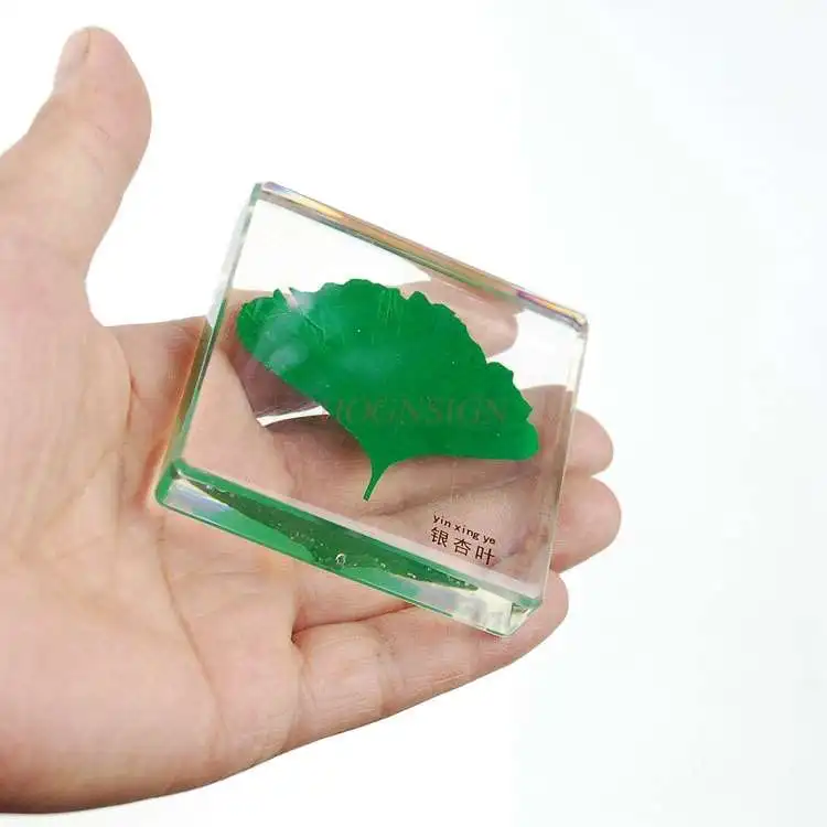 Сохранение образец растения смолы-встроенный Виниловый фон лист Твердый