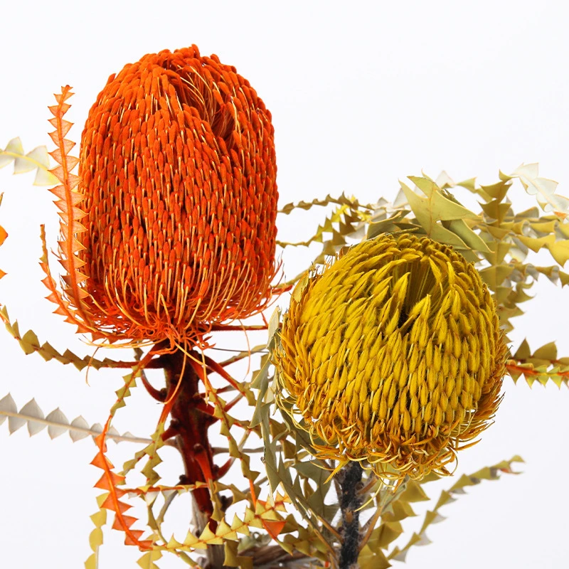 

Real Dried FlowerBanksia Home Decor Eternal Artificial FLowers Plant Living Indie Room Decoration For Wedding Party Christmas