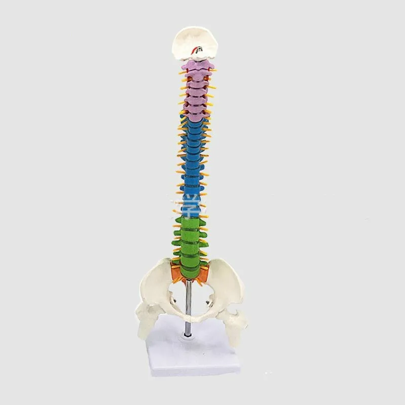 

Colored Vertebral Column Model with Pelvis,Femur Heads and Sacrum, 45CM Spine Model with Intervertebral Disc Human Spine Model