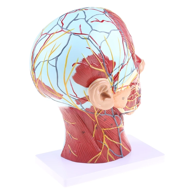 Анатомическая половинчатая голова человека анатомия лица медицинский головной