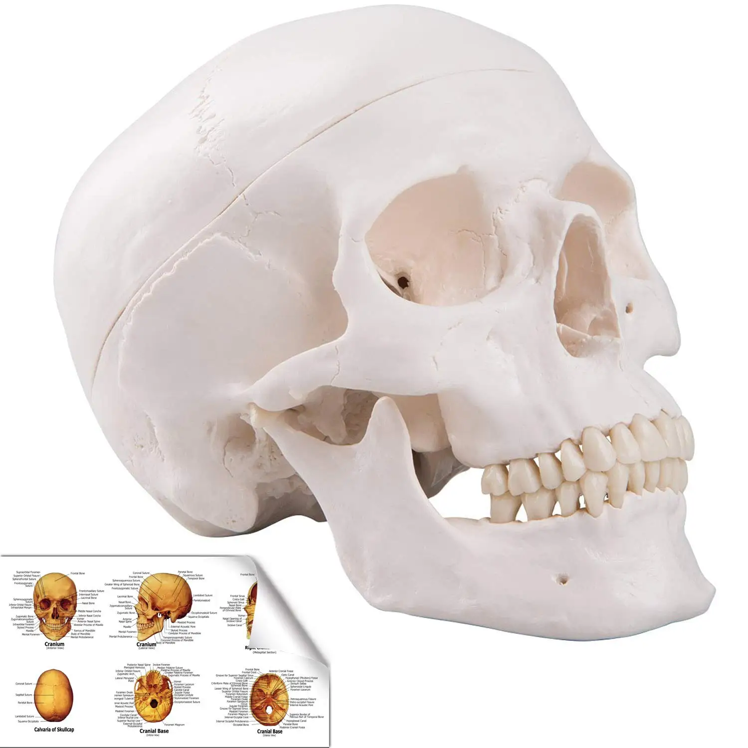 adulto anatômico, boné removível do crânio, mandíbula