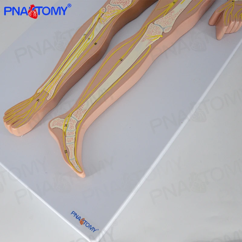 Модель человеческой нервной системы анатомия мозга скелет позвоночника