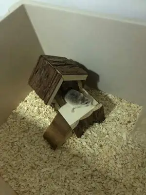 Деревянный домик для хомяка двухслойная хижина карликовой мыши крысы | Дом и сад