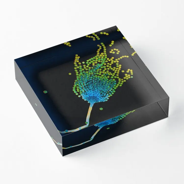 

Aspergillus Single Acrylic Block Wedding Pad Decor Process Transparent Family Decoration Print Photos Fashionable Board Funny