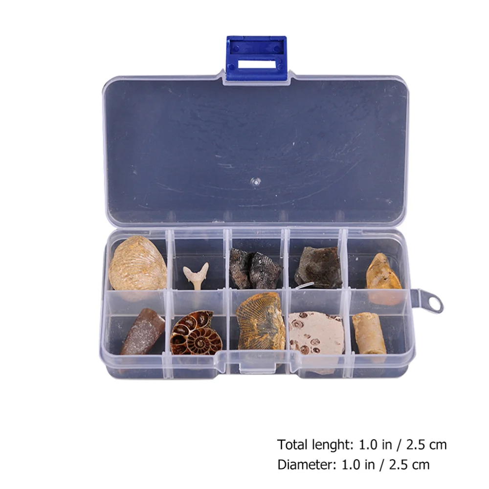 10 шт. палетентологические ископаемые материалы | Дом и сад