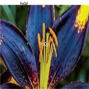 3 Ngryise 20 шт набор Lilium brownii Lily - Цвет: 3