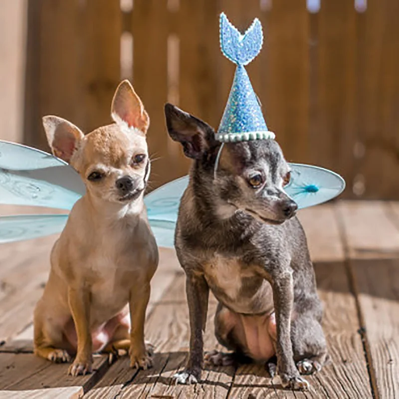 Блестящая Кепка с блестками для домашних животных модные милые кошки собаки