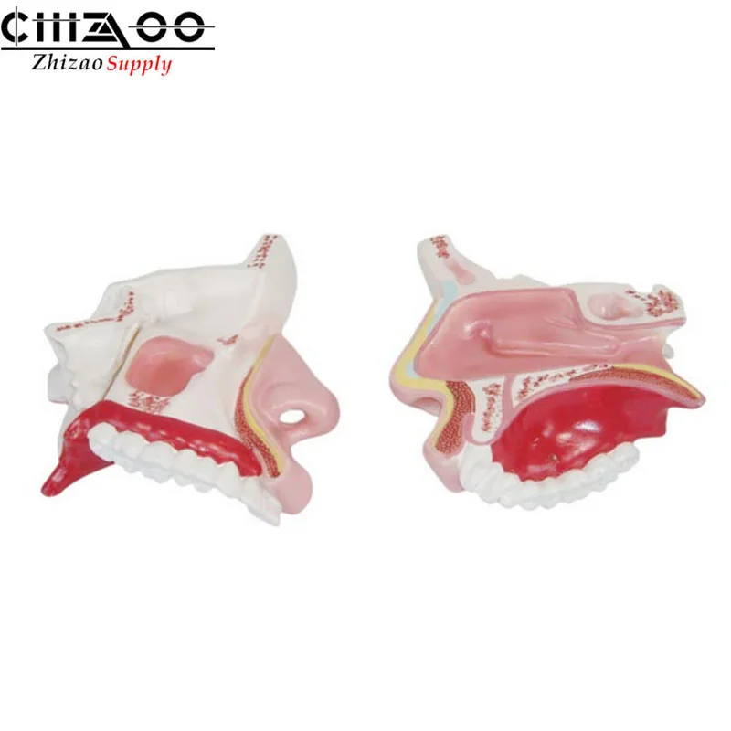 Медицинская модель анатомической человеческой носовой полости | Канцтовары для