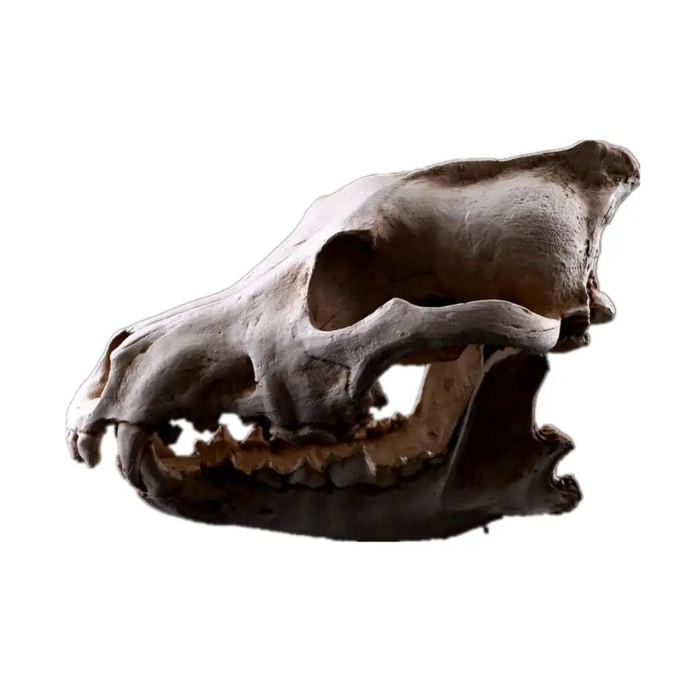 Имитация смолы волк череп модель имитация животного скелет украшение дисплей