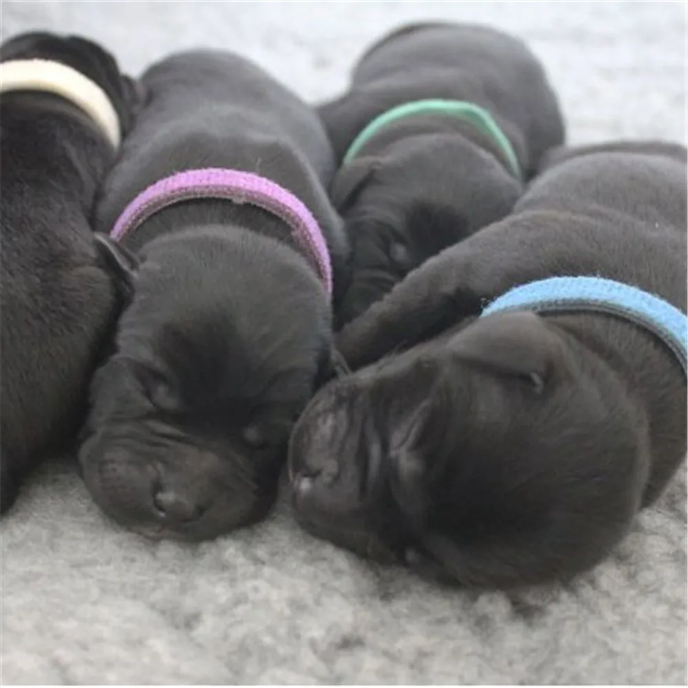 Ошейник для новорожденных щенков ремешок на липучке котят кроликов маленьких