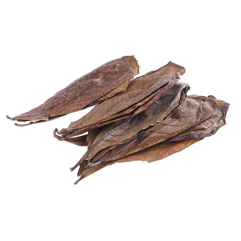 

20Pc Catappa Leaves Almond Tree Aquarium Clean Tool Terminalia Leaf About 50-60g