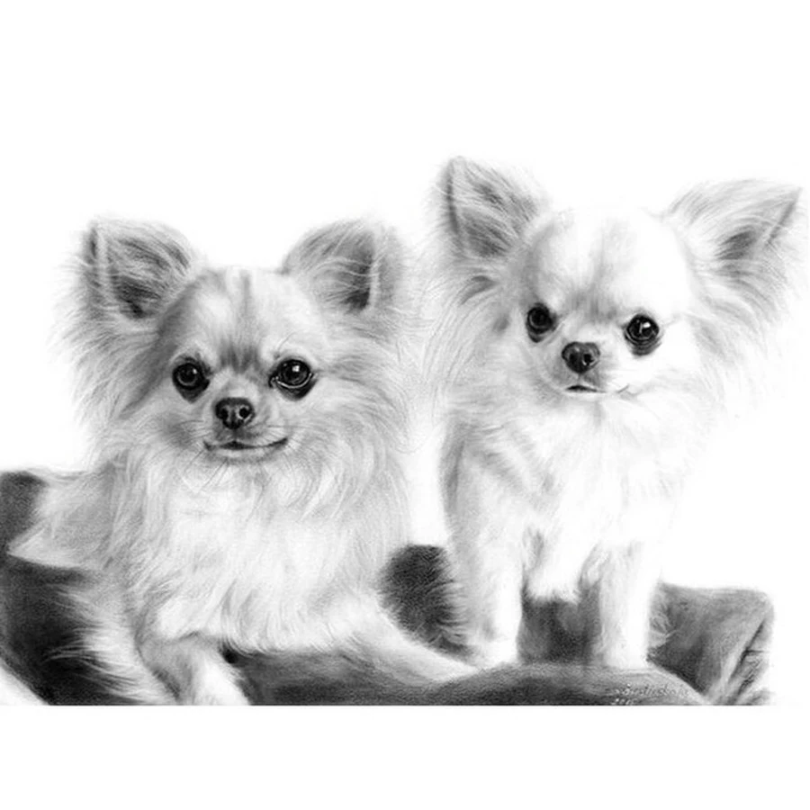 Алмазная вышивка сделай сам мозаика чихуахуа собака картина набор пасты полный