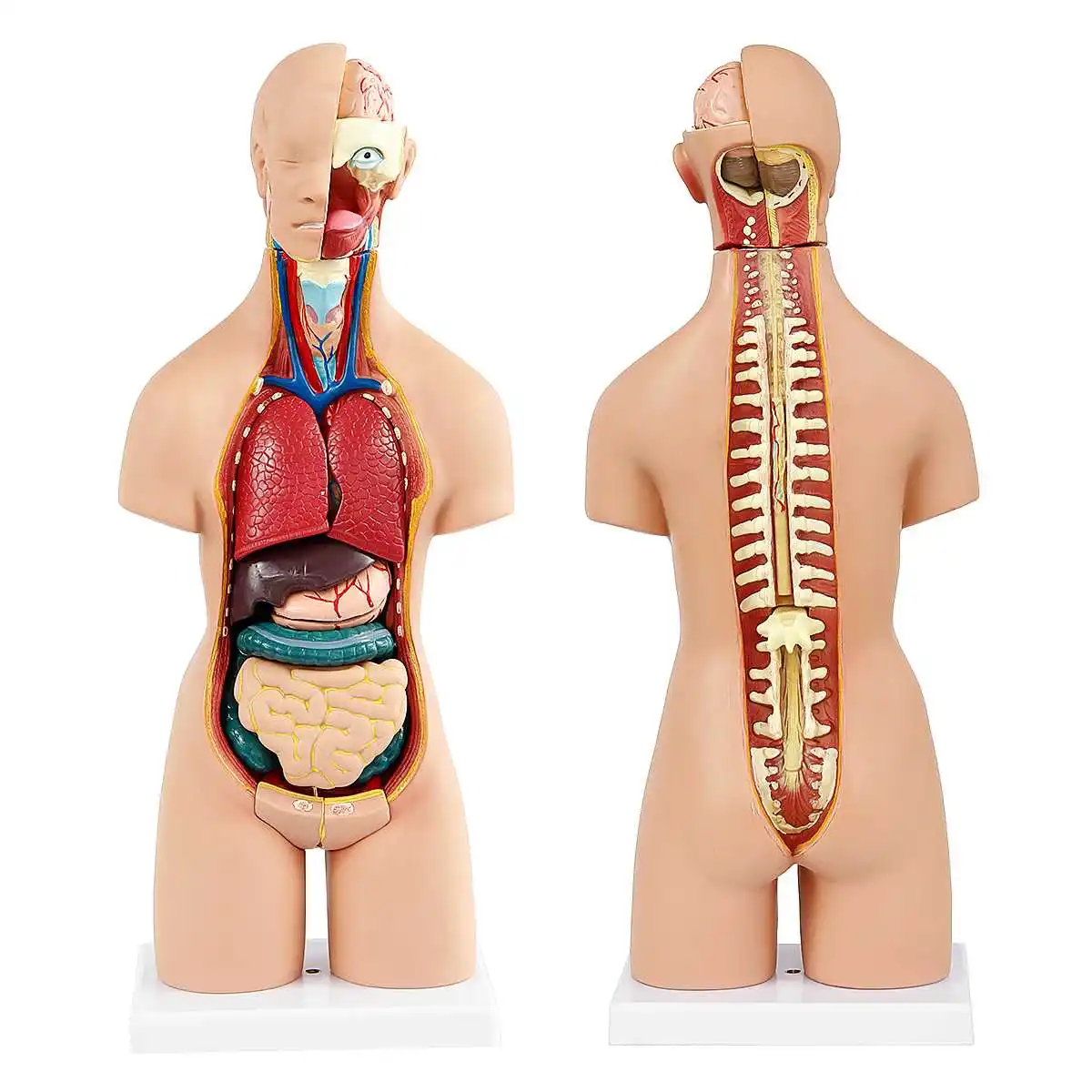 

55cm Human Torso Model Assembled Medical Model Human Anatomy Body Bisexual Anatomical Model Assembly Science Educational Toys