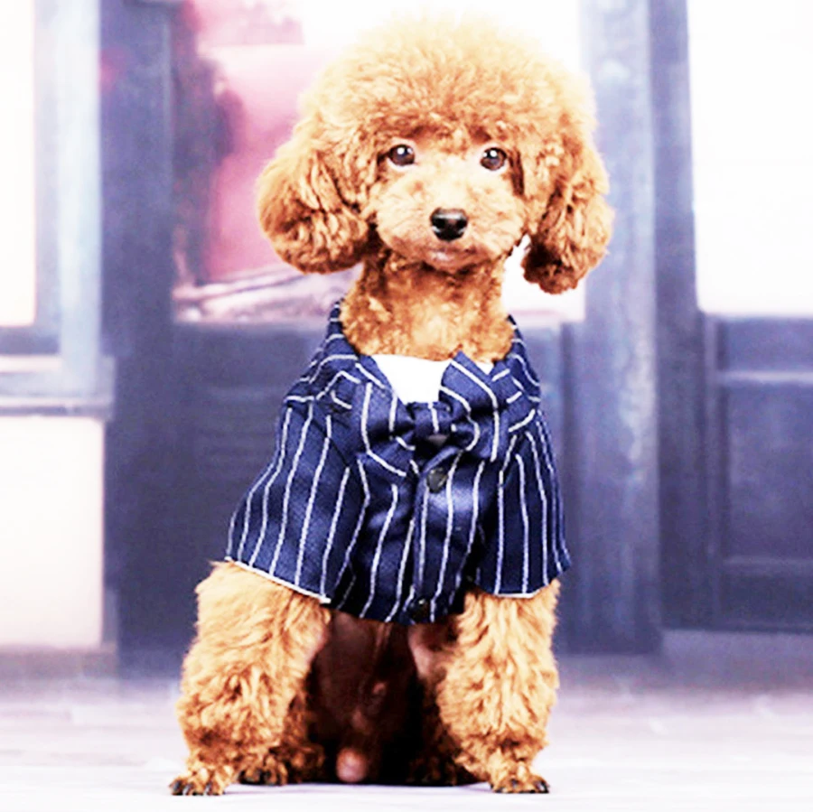 Кота собаки любимчика одежда принца Свадебный костюм галстук бабочка для