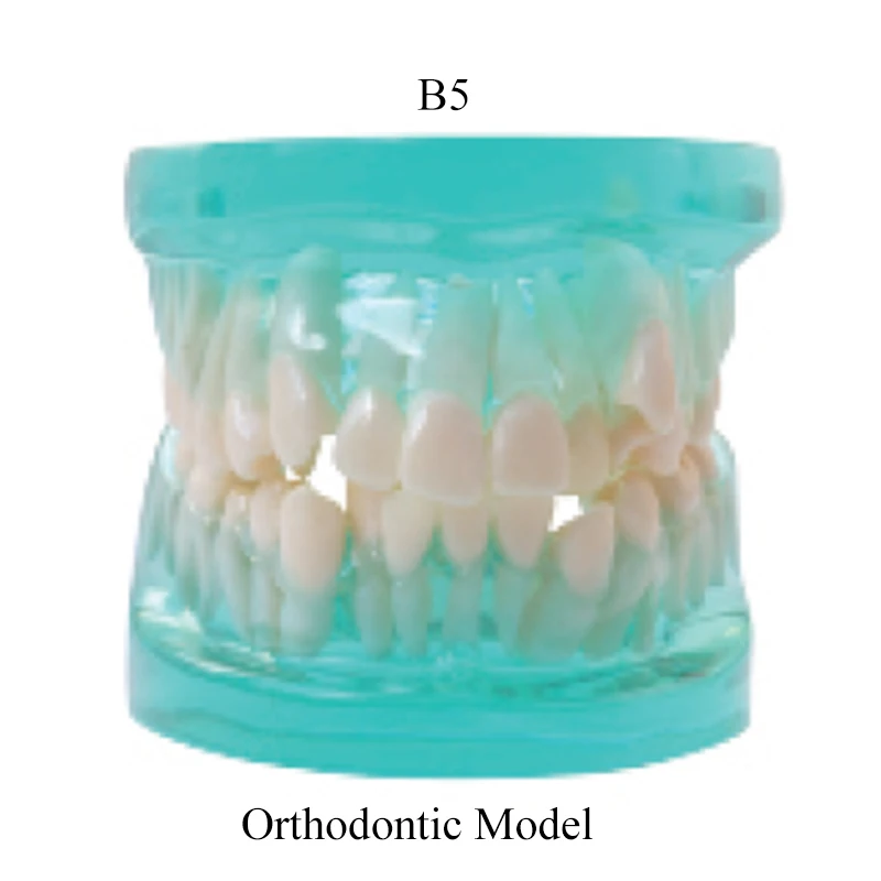

B5 Series 28pcs Teeth Educational Model Dental Orthodontics Malocclusion Braces Model