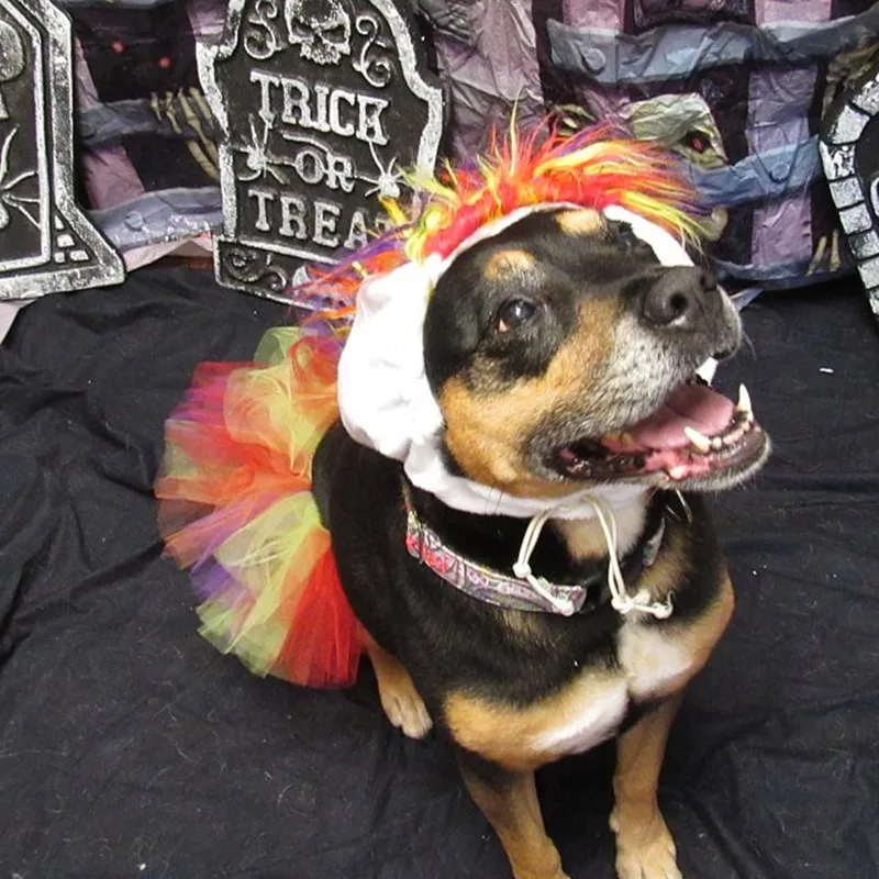 

2021 Tutu Skirt Multi Color For Girl Pet Dog Cat Animal Costumes Party Clothing