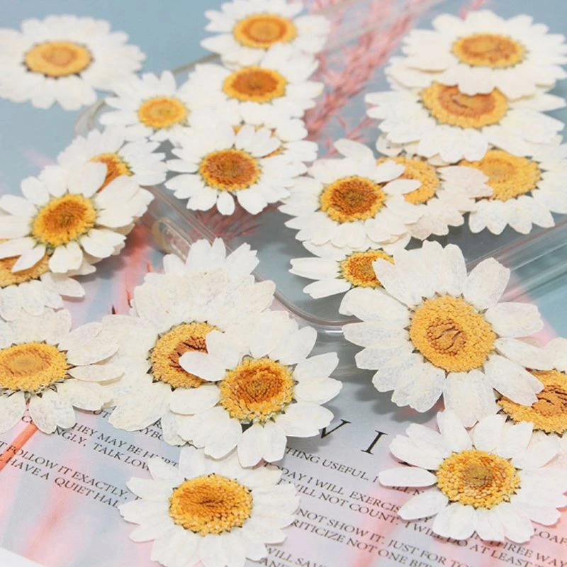 

100Pcs Real Natural Dried Pressed Flowers White Daisy Pressed Flower for Resin Jewelry Nail Stickers Makeup Art Crafts