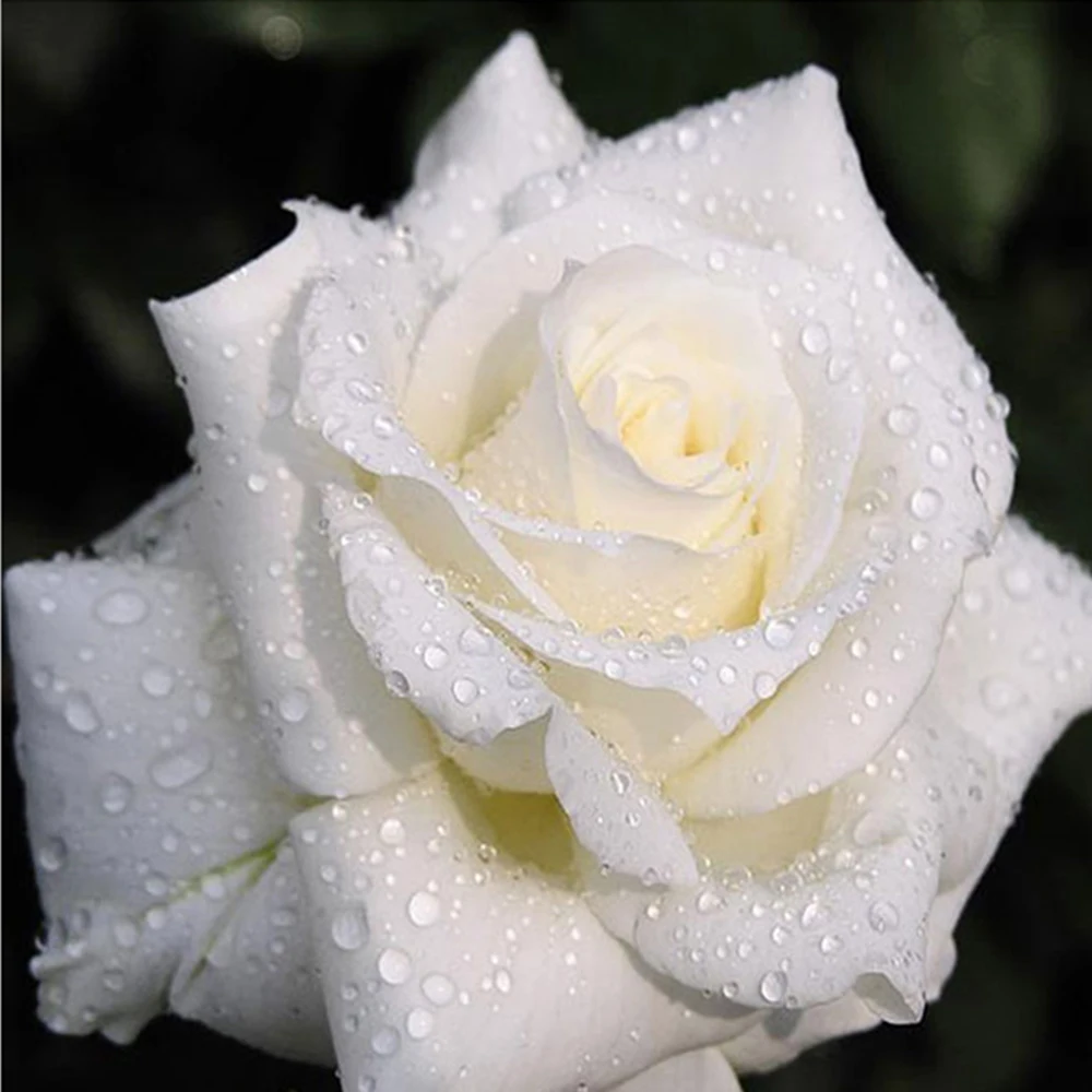 5D алмазная живопись полная Новинка Платье с цветочным узором белого цвета розы