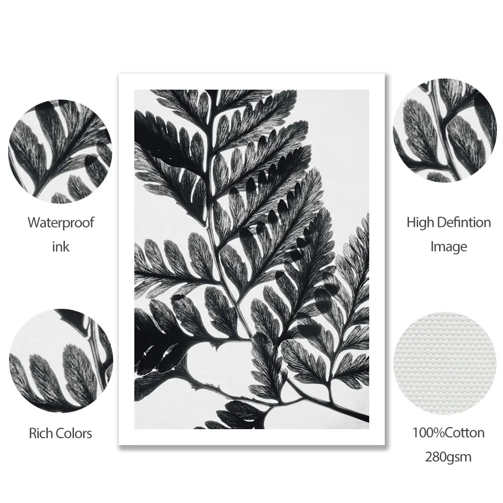 Минималистичный постер с ботаническим папоротником черный белый лист искусство