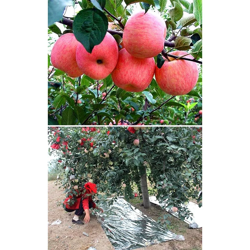 

Silver Garden Vegetable Membrane Orchard Apple Trees Plants Color Mulching Greenhouse Double Sides Mylar Reflex Film