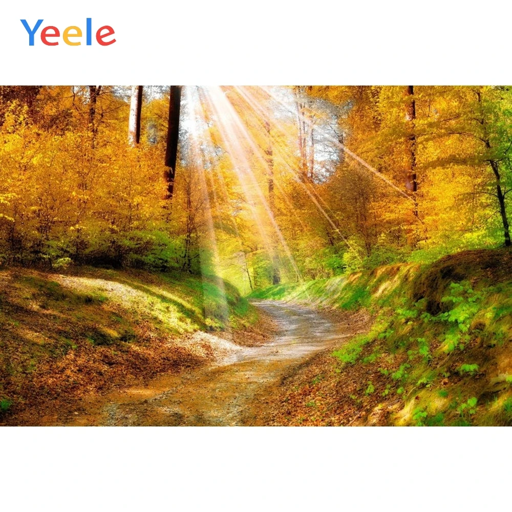 Yeele осеннее лесное дерево Солнечный свет природный пейзаж фотографический фон на