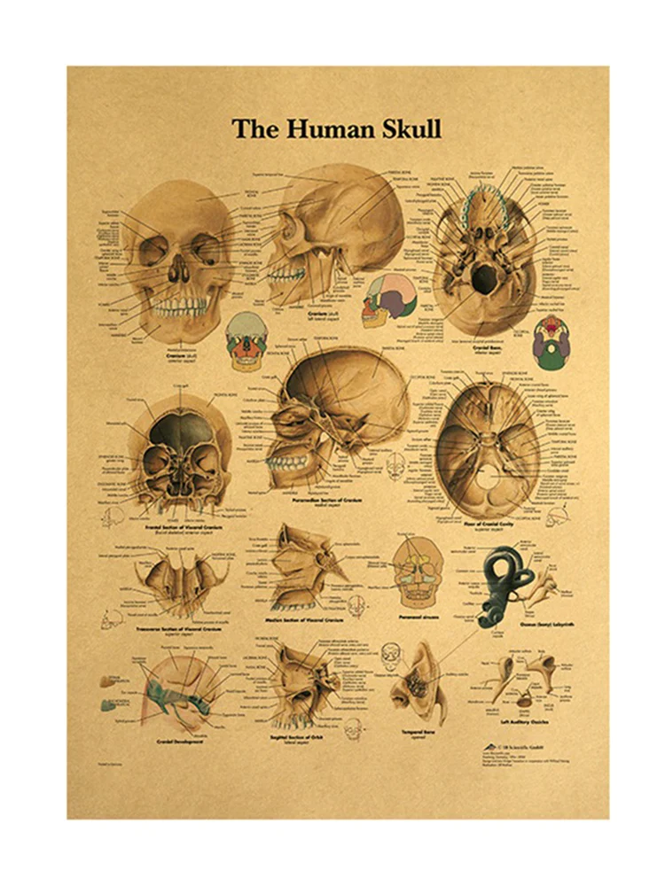 

Декор для спальни, каменная голова, структурная анатомия, винтажный крафт-бумага, постер, Настенная Наклейка с принтом, домашний декор 42х30см