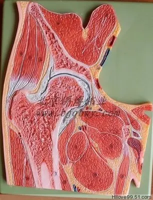 natural size  Anatomical Profile Human Hip Joint model