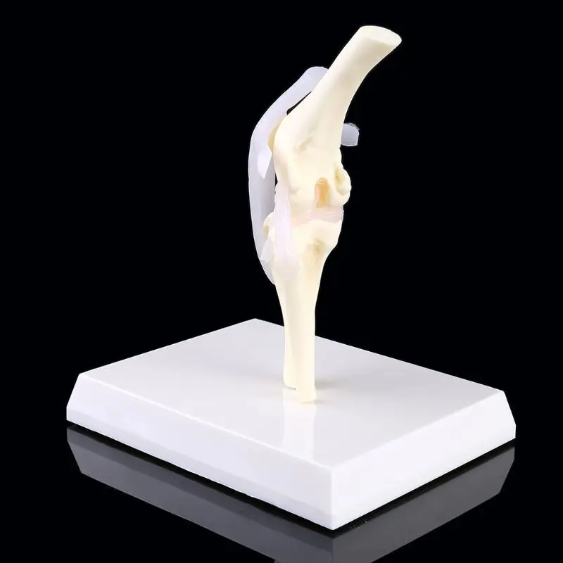 

T3EE Dog Canine Knee Joint Model Veterinary Teaching Research Skeleton Animal Display Halloween Gift