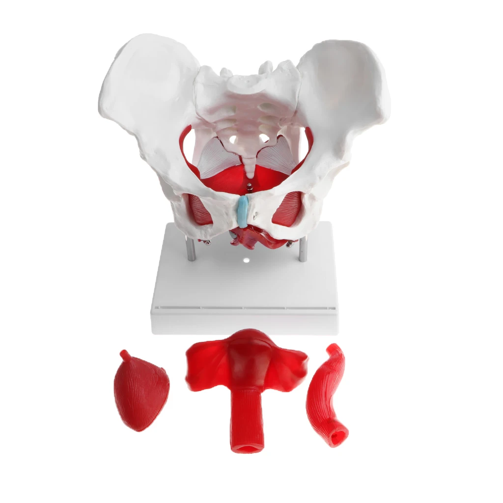 

1:1 Pathological Changes Woman Skeleton Model Anatomical Female Pelvis Sacrum Pubis Model Kit Lab Supplies School Learning Tool