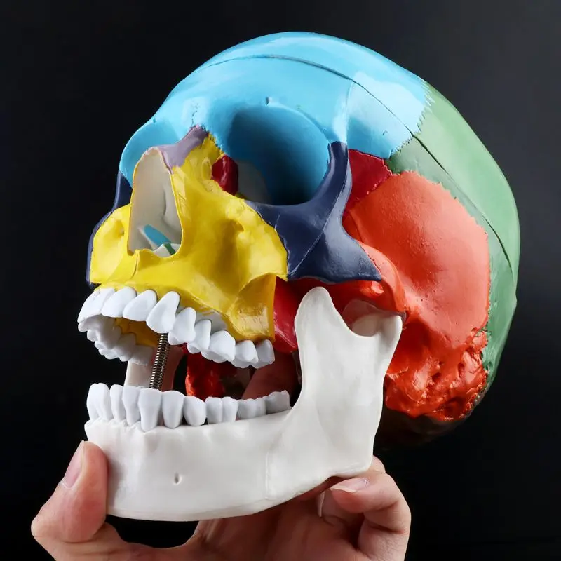 1:1 масштаб красочная модель головы человека взрослого с мозговым стержнем