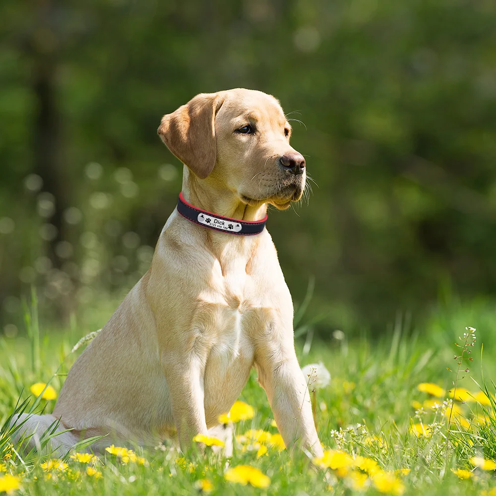 Ошейник для собак кожаный светоотражающий с гравировкой ID щенков крупных