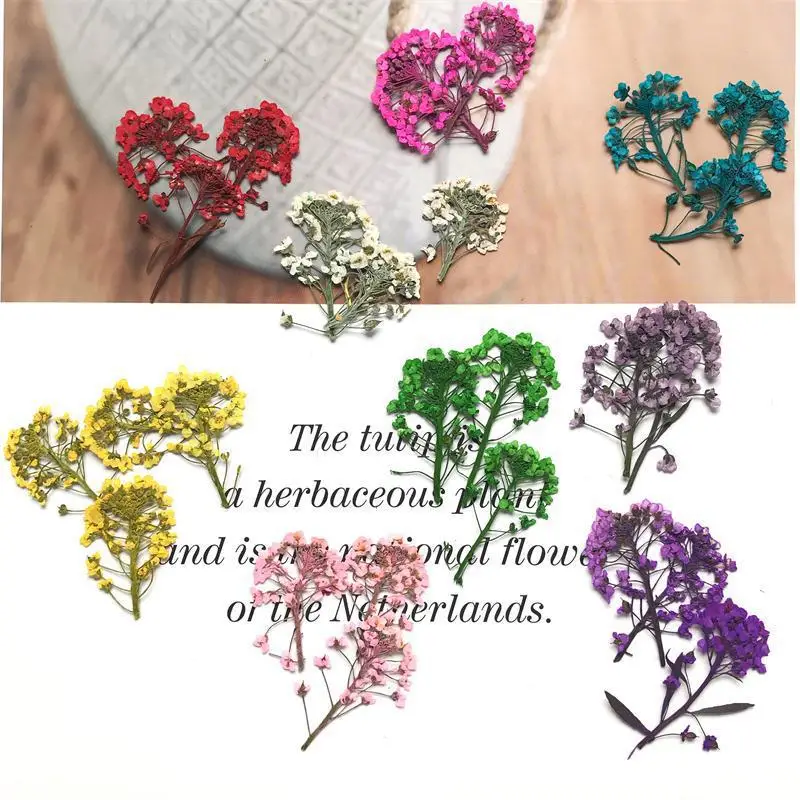 

120pcs Pressed Dried Lobularia maritima Flower Head Herbarium For Nail art Epoxy Resin Pendant Necklace Jewelry Making Craft DIY