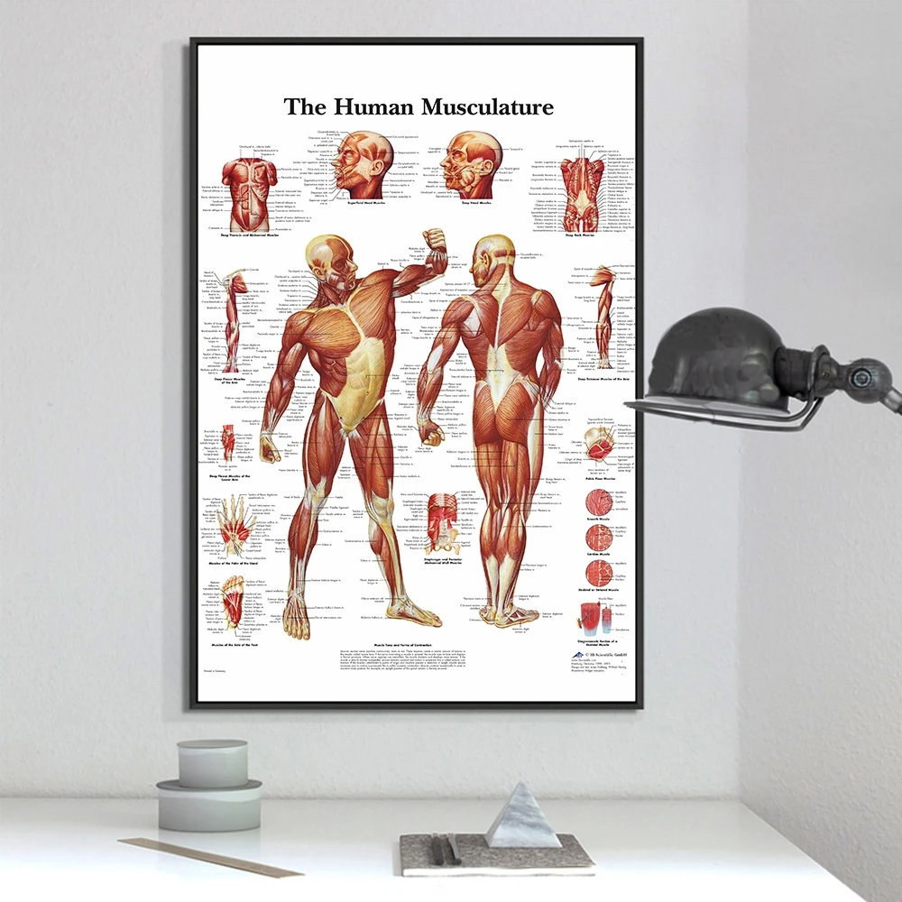 

Human Anatomy Muscles System Art Poster Print Body Map Canvas Wall Pictures for Science Medicine Bedroom Decor
