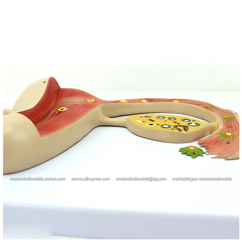 

CMAM/12454 Fertilized Egg Formation, Genitourinary Medical Teaching Anatomical Model