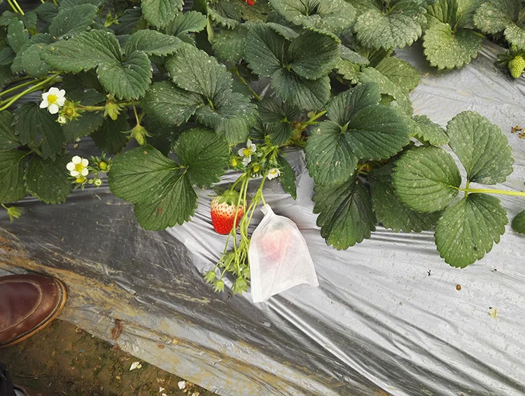 

200pcs Pest Exclusion Fruit Strawberry Cherry Protection Insect Wax Paper Bags